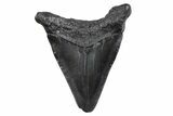 Juvenile Megalodon Tooth - South Carolina #370295-1